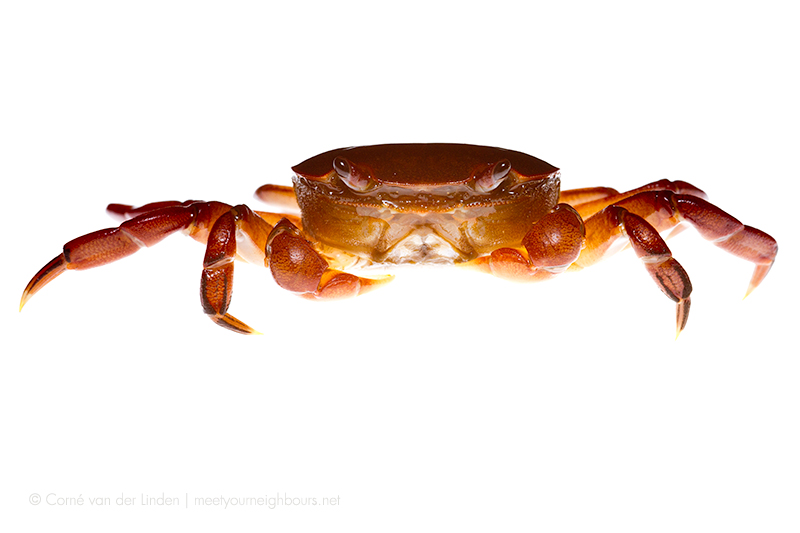 <!--Estuary crab, Decapoda-->